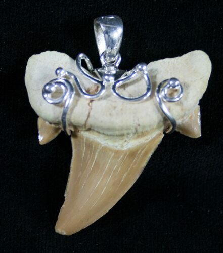 Fossil Otodus Shark Tooth & Sterling Silver Pendant #9118